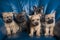 Six Cairn Terrier puppies dogs kennel on couch