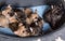 Six Cairn Terrier puppies dogs kennel in dog bed