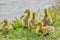 Six Canadian Goose Goslings