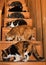 Six cats eating dinner on stairs