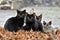 Six cats gathered on top of dead leafs