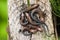 Six cubs of viviparous lizards on a wooden post