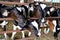 Six Curious Cute Holstein Calves