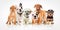 Six cute puppy dogs of different breeds standing together