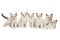 Six cute white ragdoll kitten with blue eyes on a white background.