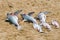 Six dead sharks on beach