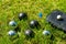 Six different balls for playing bocce on the lawn