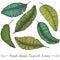 Six different hand drawn vector banana leaves, on white tropical drawing