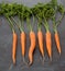 Six Dutch carrots.