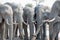 Six elephants in a straight line drinking