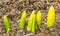Six emerging new growth garden Daffodils