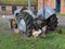 Six farmyard chickens around an old farm tractor