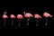 Six Flamingos on one leg