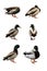 Six funny ducks