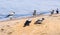 Six gray crows walking in shallow water on a sunny day