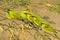 Six Green Bee Eater birds sitting on branch