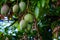 Six green unriped mangoes hanging on a mango tree