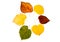Six high resolution autumn leaves of lime tree