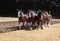 Six Horse Clydesdale Team Ploughing