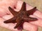 Six legged Red Starfish