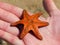 Six legged upside down Red Starfish