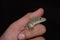 Six lined racerunner