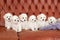 Six little small white puppy Bichon Frize on a sofa. looking up