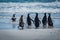 Six Magellanic penguins running into shallow water