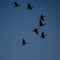 Six Migrating Sandhill Cranes Flying