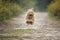 Six month old Cavapoo puppy dog in action in flight