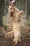 Six month old Cavapoo puppy dog on her hind legs at full stretch for a treat from her owner