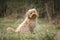 Six month old Cavapoo puppy dog sitting in the forest with the wind blowing her fur