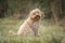 Six month old Cavapoo puppy dog sitting in the forest with the wind blowing her fur