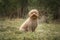 Six month old Cavapoo puppy dog sitting in the forest with the wind blowing her fur