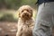 Six month old Cavapoo puppy dog sitting with his obscured owner