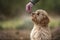 Six month old Cavapoo puppy dog smelling a treat