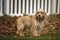 Six Month Old Cocker Spaniel in the autumn fall