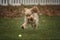 Six Month Old Cocker Spaniel chasing her ball in the autumn