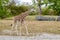 Six Month Old Giraffe Calf