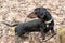 Six-month puppy of dachshund playing in spring forest