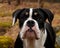 Six month puppy of Old English Bulldog, standing and posing in front of camera