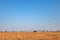 Six paratroopers paragliding landing on the yellow field during extreme sports and jumping from an airplane from a height in the