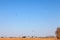 Six paratroopers paragliding landing on the yellow field during extreme sports and jumping from an airplane from a height in the