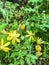 Six Petal Yellow Flowes in a Meadow