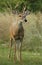 Six Point White-tailed Deer