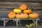 Six pumpkins on wooden bench