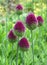 Six Purple Drumstick Alliums in the Green Grass Field