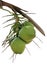 Six raw green Thai coconuts in a bundle on a brown tree trunk, fruit plant isolated on white background with clipping path