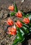 Six red tulips with petals sharp on the ends and white with yellow shades