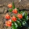 Six red tulips with petals sharp on the ends and white with yellow shades grow